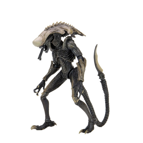 Figurine - Alien vs Predator - Chrysalis Alien - 20 cm - NECA