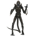 Figurine - Aliens - Ultimate Alien Warrior Brown - NECA